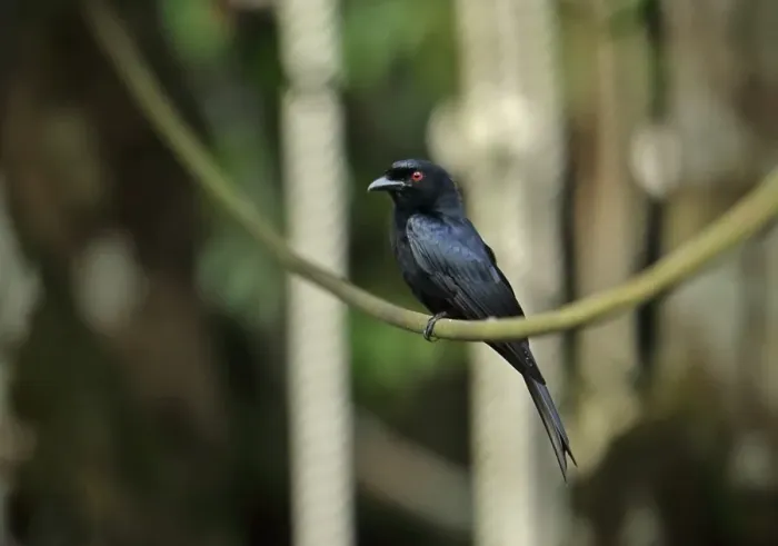 Framed Print : Velvet-mantled Drongo (Dicrurus modestus atactus) adult, perched on cable, Kakum N. P. Ghana, February Framed Print : Velvet-mantled Drongo (Dicrurus modestus atactus) adult, perched on cable, Kakum N. P. Ghana, February