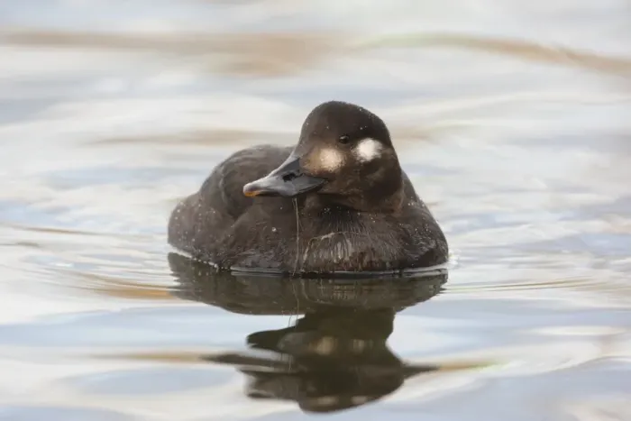 Framed Print : Velvet Scoter (Melanitta fusca) adult female, swimming, with waterweed in beak, Lancashire, England, january Framed Print : Velvet Scoter (Melanitta fusca) adult female, swimming, with waterweed in beak, Lancashire, England, january