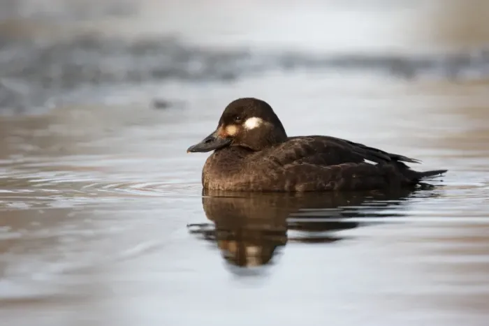 Framed Print : Velvet Scoter (Melanitta fusca) adult female, swimming, Lancashire, England, january