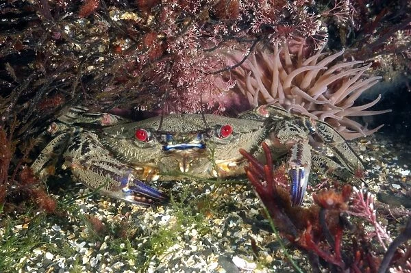 Velvet Swimming Crab (Necora puber) adult, underwater on seabed, Kimmeridge Bay, Dorset, England, april