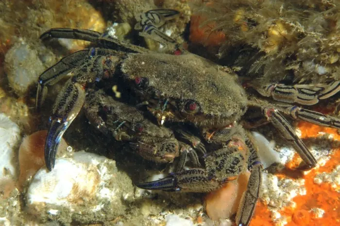 Framed Print : Velvet Swimming Crab (Necora puber) adult pair, mating, Bournemouth, Dorset, England, July Framed Print : Velvet Swimming Crab (Necora puber) adult pair, mating, Bournemouth, Dorset, England, July