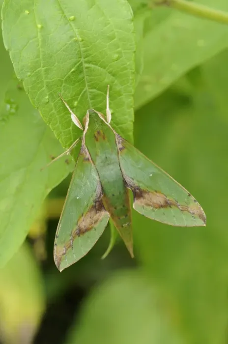 Framed Print : Verdant Hawkmoth (Xylophanes chiron) adult, resting on leaf, Trinidad, Trinidad and Tobago Framed Print : Verdant Hawkmoth (Xylophanes chiron) adult, resting on leaf, Trinidad, Trinidad and Tobago