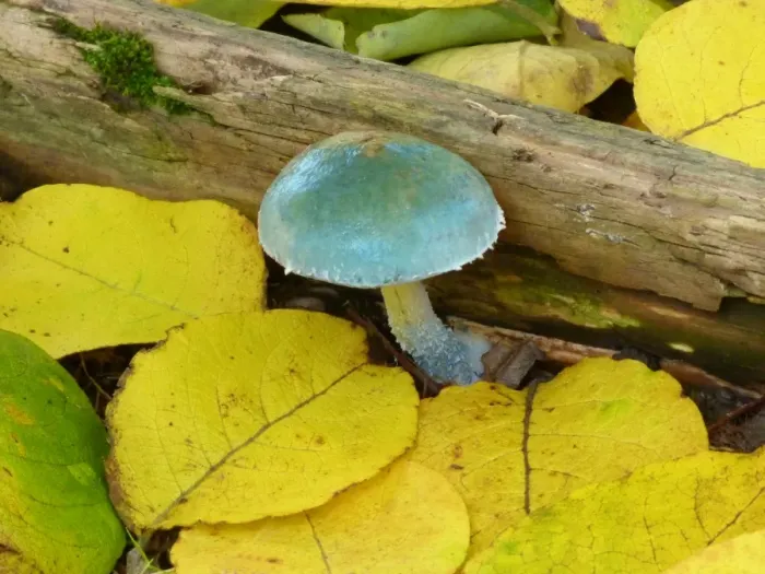 Framed Print : Verdigris Agaric (Stropharia aeruginosa) fruiting body, growing amongst fallen leaves, Derbyshire, England, October Framed Print : Verdigris Agaric (Stropharia aeruginosa) fruiting body, growing amongst fallen leaves, Derbyshire, England, October