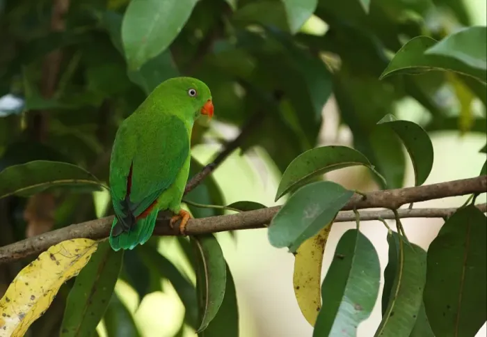 Framed Print : Vernal Hanging Parrot (Loriculus vernalis) adult, perched on branch, Kaeng Krachan N. P. Thailand, november Framed Print : Vernal Hanging Parrot (Loriculus vernalis) adult, perched on branch, Kaeng Krachan N. P. Thailand, november