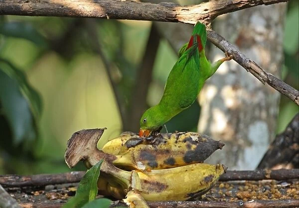 Vernal Hanging Parrot (Loriculus vernalis) adult, feeding on banana at birdtable, hanging from branch, Kaeng Krachan N. P. Thailand, november
