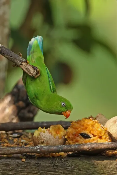 Framed Print : Vernal Hanging Parrot (Loriculus vernalis) adult, feeding on fruit at birdtable, hanging from branch, Kaeng Krachan N. P. Thailand, november Framed Print : Vernal Hanging Parrot (Loriculus vernalis) adult, feeding on fruit at birdtable, hanging from branch, Kaeng Krachan N. P. Thailand, november