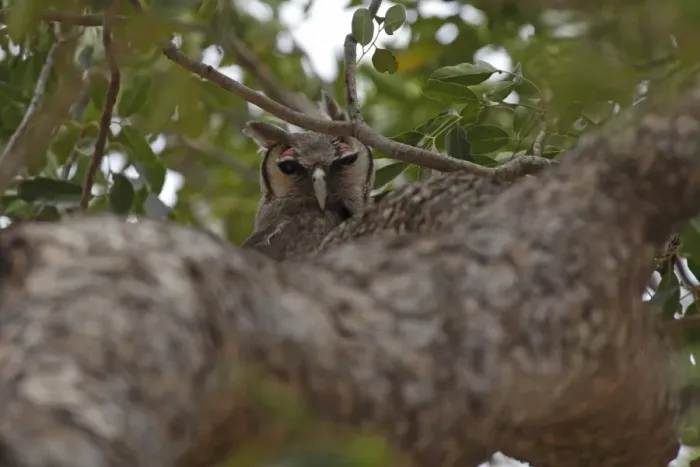 Framed Print : Verreaux's Eagle-owl (Bubo lacteus) adult, perched on branch in tree, Gambia, january