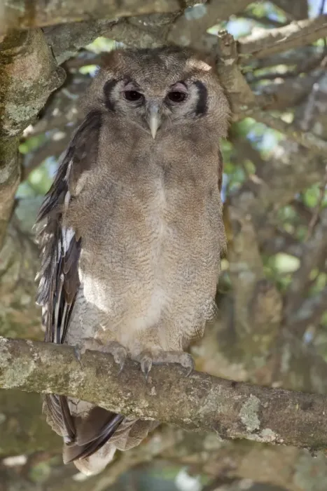 Framed Print : Verreauxs Eagle-owl (Bubo lacteus) adult, perched on branch, Serengeti N. P. Tanzania, December