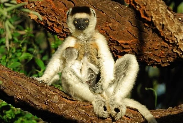 Verreaux's Sifaka (Propithecus verreauxi) mother with baby, sitting on branch in tamarind gallery forest, Berenty Nature Reserve, Southern Madagascar, august
