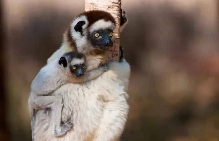 Framed Print : Verreauxs Sifaka (Propithecus verreauxi) adult female carrying young on back, Madagascar, October