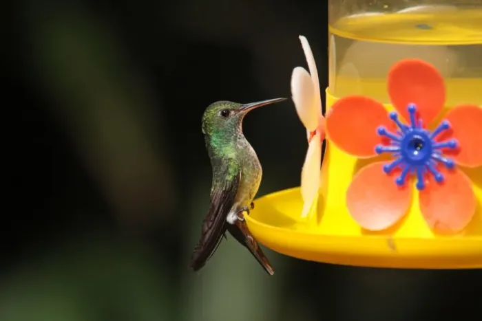 Framed Print : Versicoloured Emerald (Amazilia versicolor) adult female, feeding at feeder, Puerto Iguazu, Misiones, Argentina, november Framed Print : Versicoloured Emerald (Amazilia versicolor) adult female, feeding at feeder, Puerto Iguazu, Misiones, Argentina, november