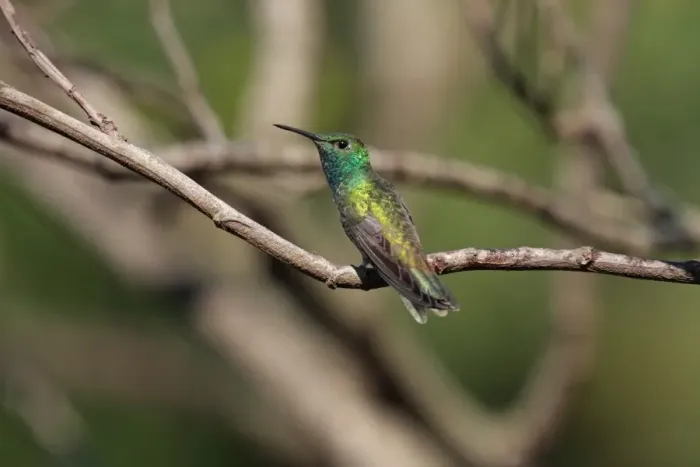 Framed Print : Versicoloured Emerald (Amazilia versicolor) adult male, perched on twig, Puerto Iguazu, Misiones, Argentina, november