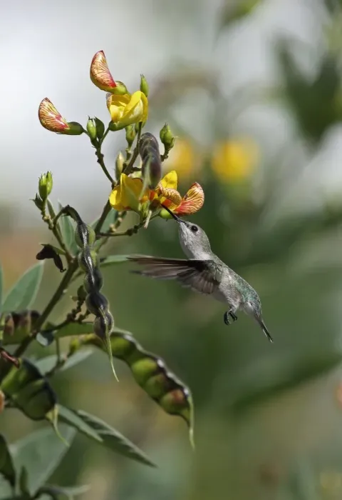 Framed Print : Vervain Hummingbird (Mellisuga minima minima) adult, in flight, feeding at pigeon pea flowers, Linstead, Jamaica Framed Print : Vervain Hummingbird (Mellisuga minima minima) adult, in flight, feeding at pigeon pea flowers, Linstead, Jamaica