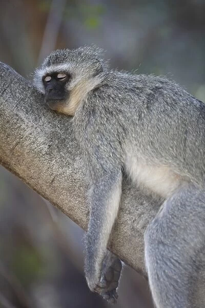 Vervet Monkey (Chlorocebus aethiops) adult, sleeping on tree branch, Pilanesberg Game Reserve, South Africa