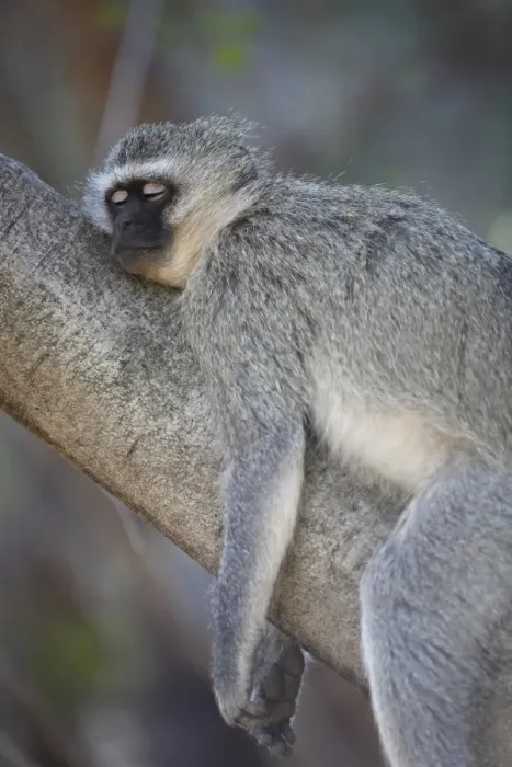 Framed Print : Vervet Monkey (Chlorocebus aethiops) adult, sleeping on tree branch, Pilanesberg Game Reserve, South Africa Framed Print : Vervet Monkey (Chlorocebus aethiops) adult, sleeping on tree branch, Pilanesberg Game Reserve, South Africa