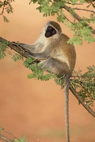Vervet Monkey (Chlorocebus aethiops) adult, sitting in acacia tree, Ethiopia