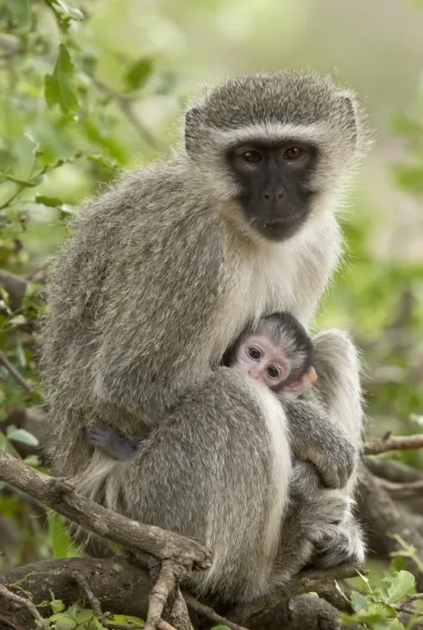 Framed Print : Vervet Monkey (Chlorocebus pygerythrus) adult female and baby, sitting on branch, Kruger N. P Framed Print : Vervet Monkey (Chlorocebus pygerythrus) adult female and baby, sitting on branch, Kruger N. P