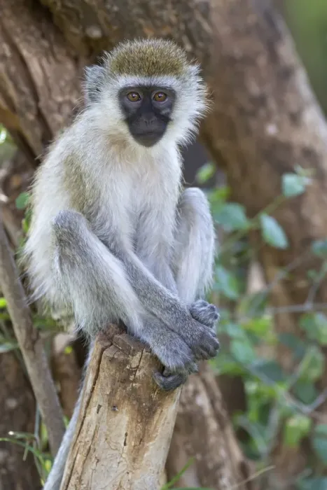 Framed Print : Vervet Monkey (Chlorocebus pygerythrus) immature, sitting on branch, Samburu National Reserve, Kenya, August Framed Print : Vervet Monkey (Chlorocebus pygerythrus) immature, sitting on branch, Samburu National Reserve, Kenya, August