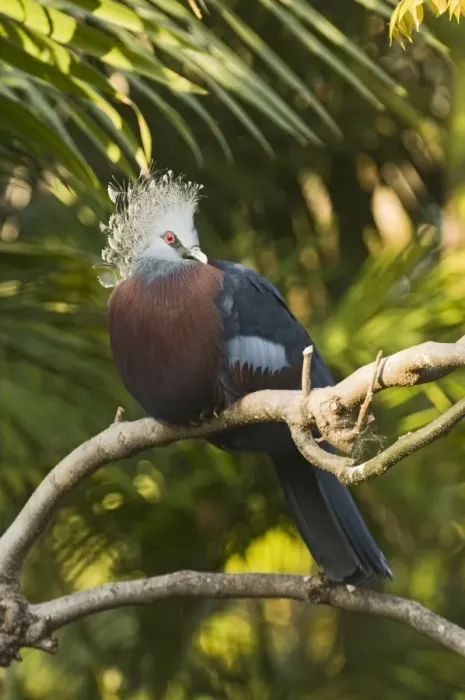 Framed Print : Victoria Crowned-pigeon (Goura victoria) adult, perched on branch (captive) Framed Print : Victoria Crowned-pigeon (Goura victoria) adult, perched on branch (captive)