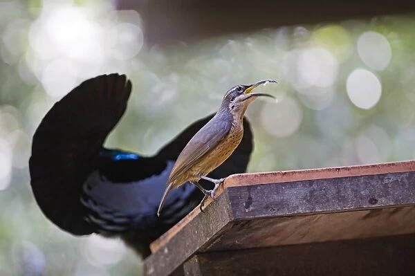 Victoria's Riflebird (Ptiloris victoriae) adult female, feeding at birdtable, with adult male displaying in background, Atherton Tableland, Queensland, Australia