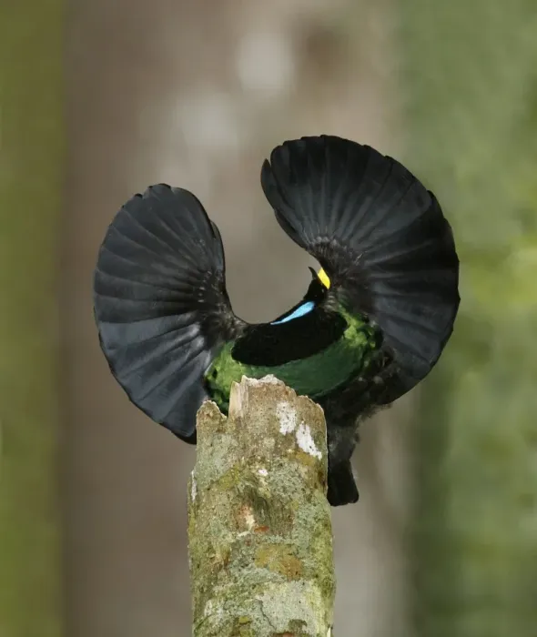 Framed Print : Victorias Riflebird (Ptiloris victoriae) adult male, displaying, perched on display post, Atherton Tableland Framed Print : Victorias Riflebird (Ptiloris victoriae) adult male, displaying, perched on display post, Atherton Tableland