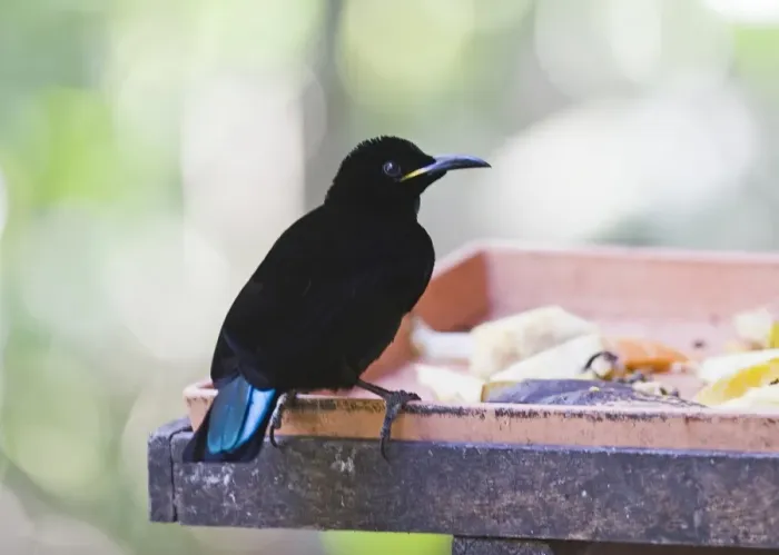 Framed Print : Victoria's Riflebird (Ptiloris victoriae) adult male, feeding at birdtable, Atherton Tableland, Queensland, Australia Framed Print : Victoria's Riflebird (Ptiloris victoriae) adult male, feeding at birdtable, Atherton Tableland, Queensland, Australia