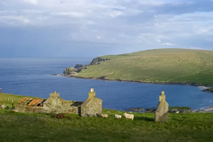 Framed Print : View of abandoned crofts with sheep and coastline, looking towards Norwick from The Garths, Unst, Shetland Islands Framed Print : View of abandoned crofts with sheep and coastline, looking towards Norwick from The Garths, Unst, Shetland Islands