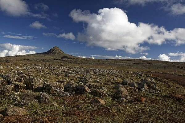 View of afro-alpine habitat, Sanetti Plateau, Bale Mountains N. P. Oromia, Ethiopia