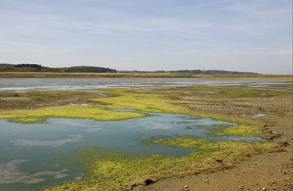 View of algae on lagoon in coastal marshland habitat, Cley Marshes Reserve, Cley-next-the-sea, Norfolk, England, april