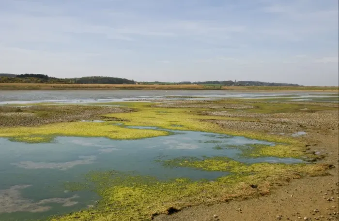 Framed Print : View of algae on lagoon in coastal marshland habitat, Cley Marshes Reserve, Cley-next-the-sea, Norfolk, England, april Framed Print : View of algae on lagoon in coastal marshland habitat, Cley Marshes Reserve, Cley-next-the-sea, Norfolk, England, april