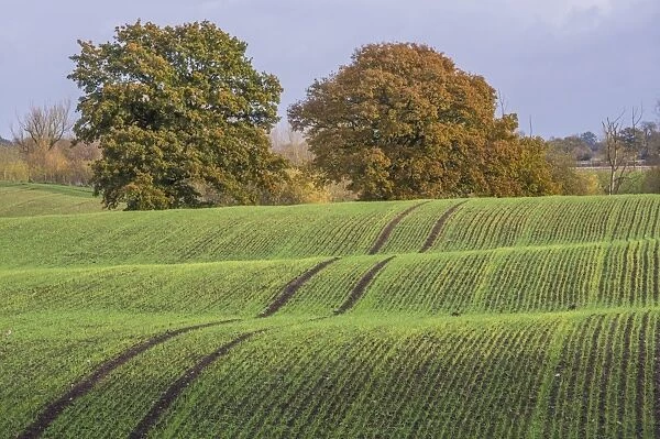 View of arable farmland with mature trees in undulating field, near Beeston Castle, Cheshire, England, November