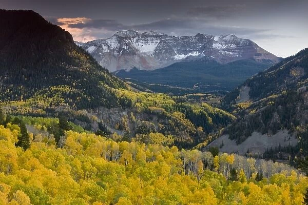 View of aspen forest habitat, looking across to Sheep Mountain and San Miguel Peak, San Juan Mountains, Colorado