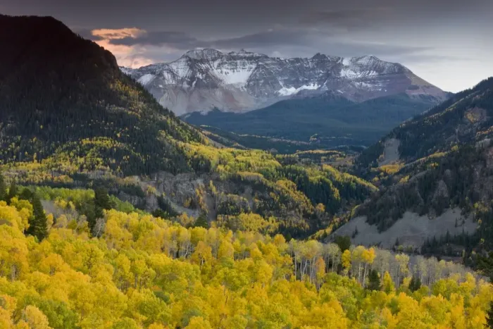 Framed Print : View of aspen forest habitat, looking across to Sheep Mountain and San Miguel Peak, San Juan Mountains, Colorado Framed Print : View of aspen forest habitat, looking across to Sheep Mountain and San Miguel Peak, San Juan Mountains, Colorado