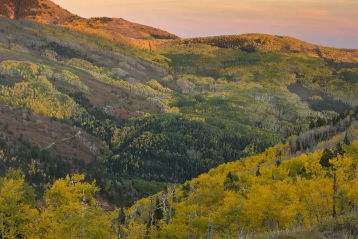 Framed Print : View over aspen forest habitat, near Monticello, Manti La Sal Mountains, Utah, U. S. A. September
