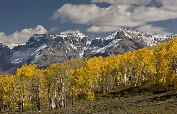 View of aspen and spruce forest habitat, looking towards Uncompaghre Wilderness around Uncompaghre Peak