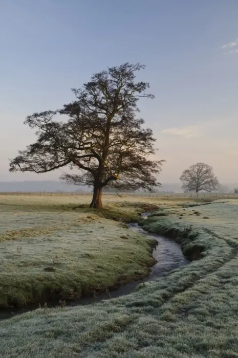 Framed Print : View of bare tree beside beck flowing through parkland at dawn, Hovingham Park, Hovingham, North Yorkshire, England