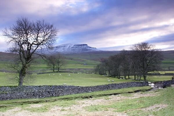 View of bare trees, drystone walls, sheep grazing in pasture and fell after light snow, Pen-y-ghent in distance