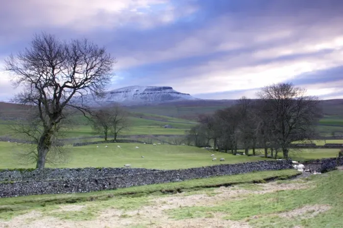 Framed Print : View of bare trees, drystone walls, sheep grazing in pasture and fell after light snow, Pen-y-ghent in distance Framed Print : View of bare trees, drystone walls, sheep grazing in pasture and fell after light snow, Pen-y-ghent in distance