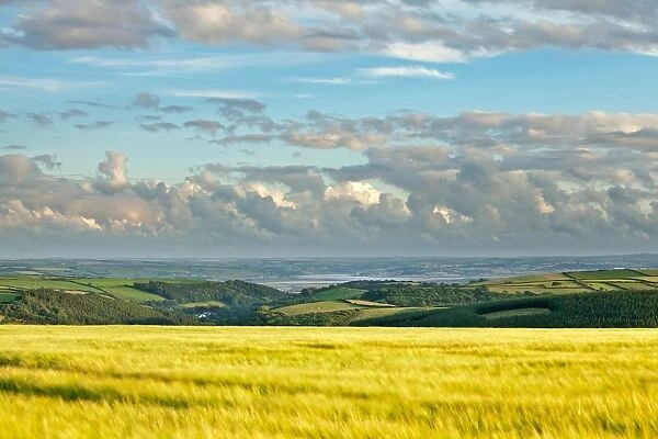 View across barley field towards coast in late evening sunlight, looking towards Instow and Appledore