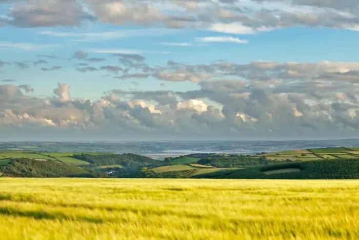 Framed Print : View across barley field towards coast in late evening sunlight, looking towards Instow and Appledore Framed Print : View across barley field towards coast in late evening sunlight, looking towards Instow and Appledore