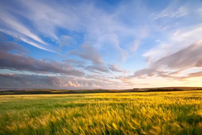 Framed Print : View across barley field swaying in breeze towards coast in late evening sunlight, looking towards Baggy Point