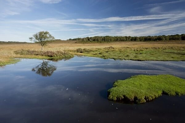 View of biodiverse pond in heathland habitat, Burley Moor East, near Burley, New Forest, Hampshire, England, October