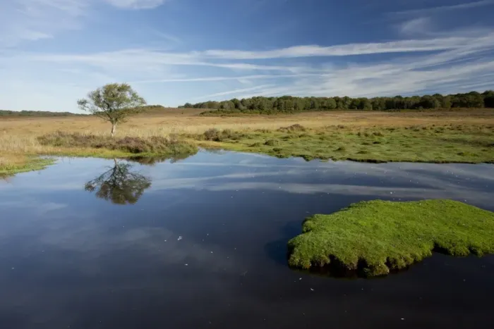 Framed Print : View of biodiverse pond in heathland habitat, Burley Moor East, near Burley, New Forest, Hampshire, England, October
