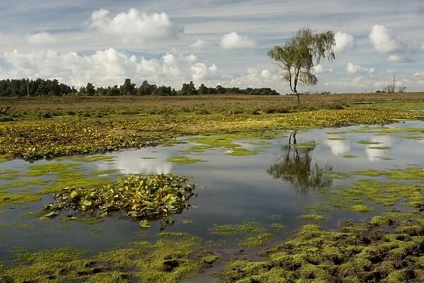 View of biodiverse pond in heathland habitat, Chubbs Farm Pond, near Burley, New Forest, Hampshire, England, October