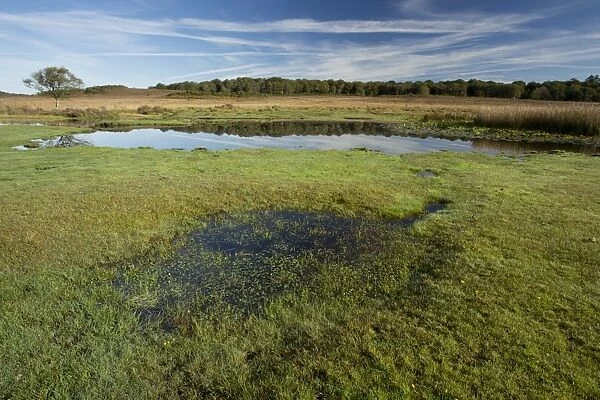 View of biodiverse pond with wet grassland in heathland habitat, Burley Moor East, near Burley, New Forest, Hampshire