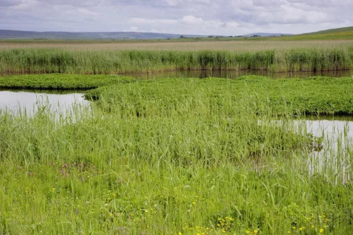 Framed Print : View from bird hide over marshland habitat, The Loons RSPB Reserve, Mainland, Orkney, Scotland, june Framed Print : View from bird hide over marshland habitat, The Loons RSPB Reserve, Mainland, Orkney, Scotland, june