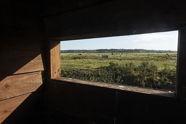 View from birdwatching hide of coastal marshland habitat with grazing cattle, West Canvey Marsh RSPB Reserve