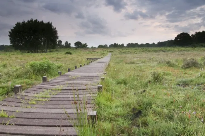 Framed Print : View of boardwalk across bog at dawn, Hothfield Heathlands, Kent, England, july Framed Print : View of boardwalk across bog at dawn, Hothfield Heathlands, Kent, England, july