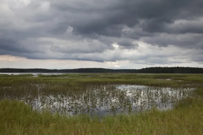 Framed Print : View of boreal bog habitat at edge of lake, Finland, july Framed Print : View of boreal bog habitat at edge of lake, Finland, july