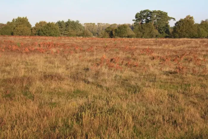 Framed Print : View of breckland heathland habitat at dawn, Knettishall Heath Country Park, Suffolk, England, october Framed Print : View of breckland heathland habitat at dawn, Knettishall Heath Country Park, Suffolk, England, october